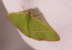 Nemoria leptalea 712935 by Scott Loarie. Used under a CC0 license.