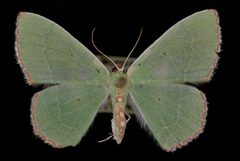 Nemoria lixaria by Jeremy deWaard, University of British Columbia. Used under a CC BY 3.0 license.