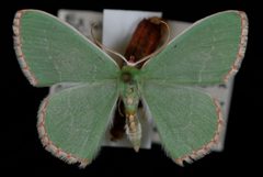 Nemoria lixaria1 by Jeremy deWaard, University of British Columbia. Used under a CC BY 3.0 license.