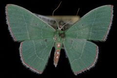 Nemoria zelotes by Jeremy deWaard, University of British Columbia. Used under a CC BY 3.0 license.