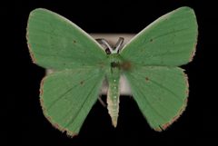 Phrudocentra centrifugaria by Jeremy deWaard, University of British Columbia. Used under a CC BY 3.0 license.