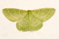 Synchlora aerata 01 by CBG Photography Group, Centre for Biodiversity Genomics. Used under a CC0 license.
