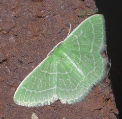 Synchlora aerata P1110557a by 
xpda. Used under a CC BY-SA 4.0 license.