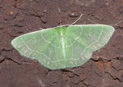 Synchlora aerata P1250596a by 
xpda. Used under a CC BY-SA 4.0 license.