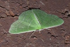 Synchlora aerata P1250640a by 
xpda. Used under a CC BY-SA 4.0 license.