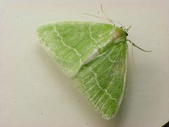 Synchlora aerata adult by Beatriz Moisset. Used under a CC BY-SA 4.0 license.