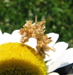 Synchlora aerata caterpillar by Beatriz Moisset. Used under a CC BY-SA 4.0 license.