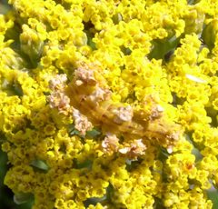 Synchlora aerata caterpillar camouflage by Beatriz Moisset. Used under a CC BY-SA 4.0 license.