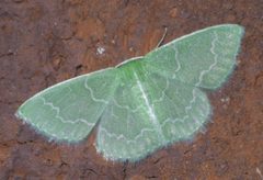 Synchlora frondaria P1540281a by 
xpda. Used under a CC BY-SA 4.0 license.