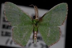 Synchlora irregularia by Jeremy deWaard, University of British Columbia. Used under a CC BY 3.0 license.