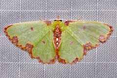 Singed Emerald imported from iNaturalist photo 197220500 on 28 January 2024 by (c) Laura Gaudette, some rights reserved (CC BY). Used under a CC BY 4.0 license.