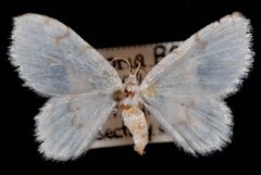 Hydrelia albifera by Jeremy deWaard, University of British Columbia. Used under a CC BY 3.0 license.
