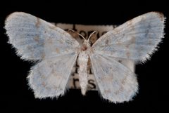 Hydrelia albifera1 by Jeremy deWaard, University of British Columbia. Used under a CC BY 3.0 license.