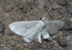 Hydrelia albifera P1110354a by 
xpda. Used under a CC BY-SA 4.0 license.
