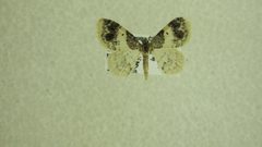 Hydrelia condensata by James Sullivan, Research Collection of J. B. Sullivan. Used under a Public domain license.