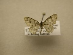 Hydrelia inornata by James Sullivan, Research Collection of J. B. Sullivan. Used under a Public domain license.
