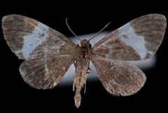 Trichodezia albovittata2 by Jeremy deWaard, University of British Columbia. Used under a CC BY 3.0 license.