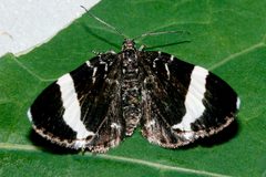 Trichodezia albovittata3 by CBG Photography Group, Centre for Biodiversity Genomics. Used under a CC0 license.
