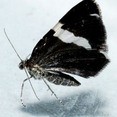 Trichodezia albovittata4 by CBG Photography Group, Centre for Biodiversity Genomics. Used under a CC0 license.
