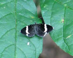 White-striped Black by D. Gordon E. Robertson. Used under a CC BY-SA 3.0 license.