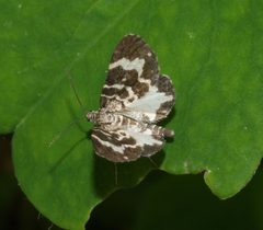 Trichodezia californiata - inat 133843687 by {{{name}}}. Used under a CC BY-SA 4.0 license.