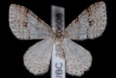 Venusia cambrica1 by Jeremy deWaard, University of British Columbia. Used under a CC BY 3.0 license.