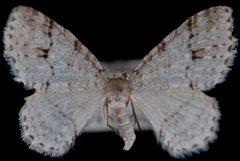 Venusia cambrica2 by Jeremy deWaard, University of British Columbia. Used under a CC BY 3.0 license.