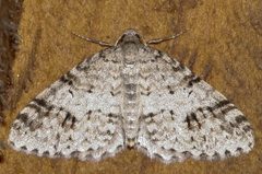 Venusia cambrica 01 by CBG Photography Group, Centre for Biodiversity Genomics. Used under a CC0 license.