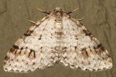 Venusia cambrica 02 by CBG Photography Group, Centre for Biodiversity Genomics. Used under a CC0 license.