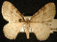 Venusia pearsalli by Jeremy deWaard, University of British Columbia. Used under a CC BY 3.0 license.