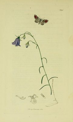 Britishentomologyvolume6Plate324 by Curtis. Used under a Public domain license.