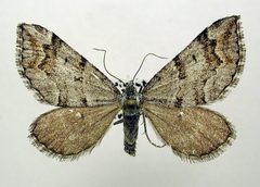 Carsia sororiata by M. Virtala. Used under a Copyrighted free use license.