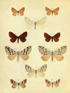 Moths of the British Isles Series2 Plate055 by Richard South. Used under a Public domain license.