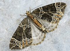 Ecliptopera silaceata01 by wikipedia. Used under a Attribution license.