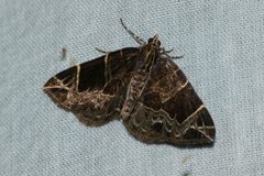 Gandaritis atricolorata by Kevin Faccenda. Used under a CC BY 4.0 license.