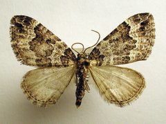 Lampropteryx suffumata by M. Virtala. Used under a Copyrighted free use license.