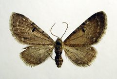 Eupithecia absinthiata by M. Virtala. Used under a Copyrighted free use license.