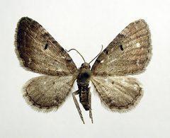 Eupithecia absinthiata f. goossensiata by M. Virtala. Used under a Copyrighted free use license.