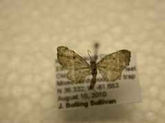 Eupithecia affinata by James Sullivan, Research Collection of J. B. Sullivan. Used under a Public domain license.