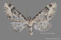 Eupithecia agnesata ASUHIC0115204 habitus dorsal 1552960870 lg by Arizona State University Hasbrouck Insect Collection. Used under a CC0 license.