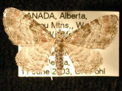 Eupithecia albicapitata by Jeremy deWaard, University of British Columbia. Used under a CC BY 3.0 license.