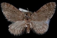 Eupithecia annulata by Jeremy deWaard, University of British Columbia. Used under a CC BY 3.0 license.