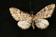 Eupithecia annulata1 by Jeremy deWaard, University of British Columbia. Used under a CC BY 3.0 license.