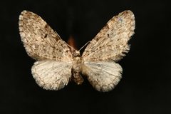 Eupithecia annulata2 by Jeremy deWaard, University of British Columbia. Used under a CC BY 3.0 license.