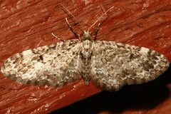 Eupithecia annulata3 by CBG Photography Group, Centre for Biodiversity Genomics. Used under a CC0 license.