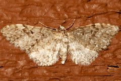 Eupithecia annulata4 by CBG Photography Group, Centre for Biodiversity Genomics. Used under a CC0 license.