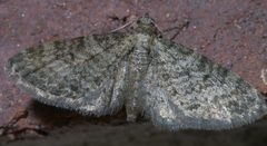 Eupithecia annulata P1370098b by 
xpda. Used under a CC BY-SA 4.0 license.