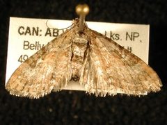 Eupithecia anticaria by Jeremy deWaard, University of British Columbia. Used under a CC BY 3.0 license.