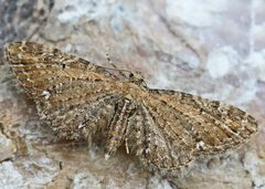 Eupithecia assimilata01 by wikipedia. Used under a Attribution license.