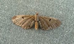 Eupithecia assimilata - Flickr - gailhampshire by gailhampshire from Cradley, Malvern, U.K. Used under a CC BY 2.0 license.
